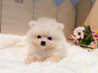 포메라니안